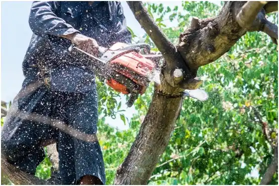 tree services Van Alstyne